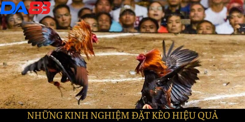 Những kinh nghiệm đặt kèo đá gà hiệu quả dành cho người chơi